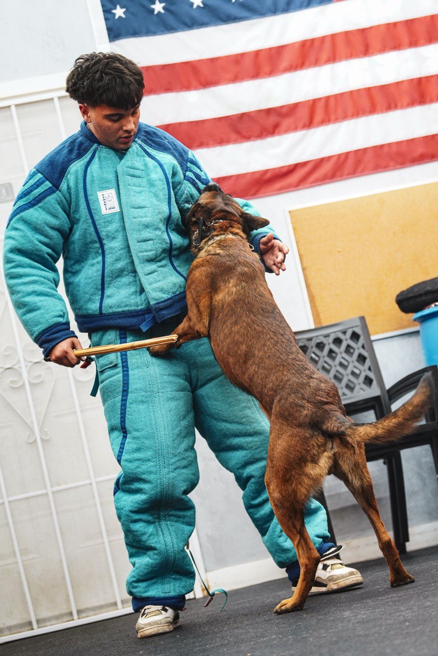 Doberman Pinscher training for aggressive dogs and behavior correction
