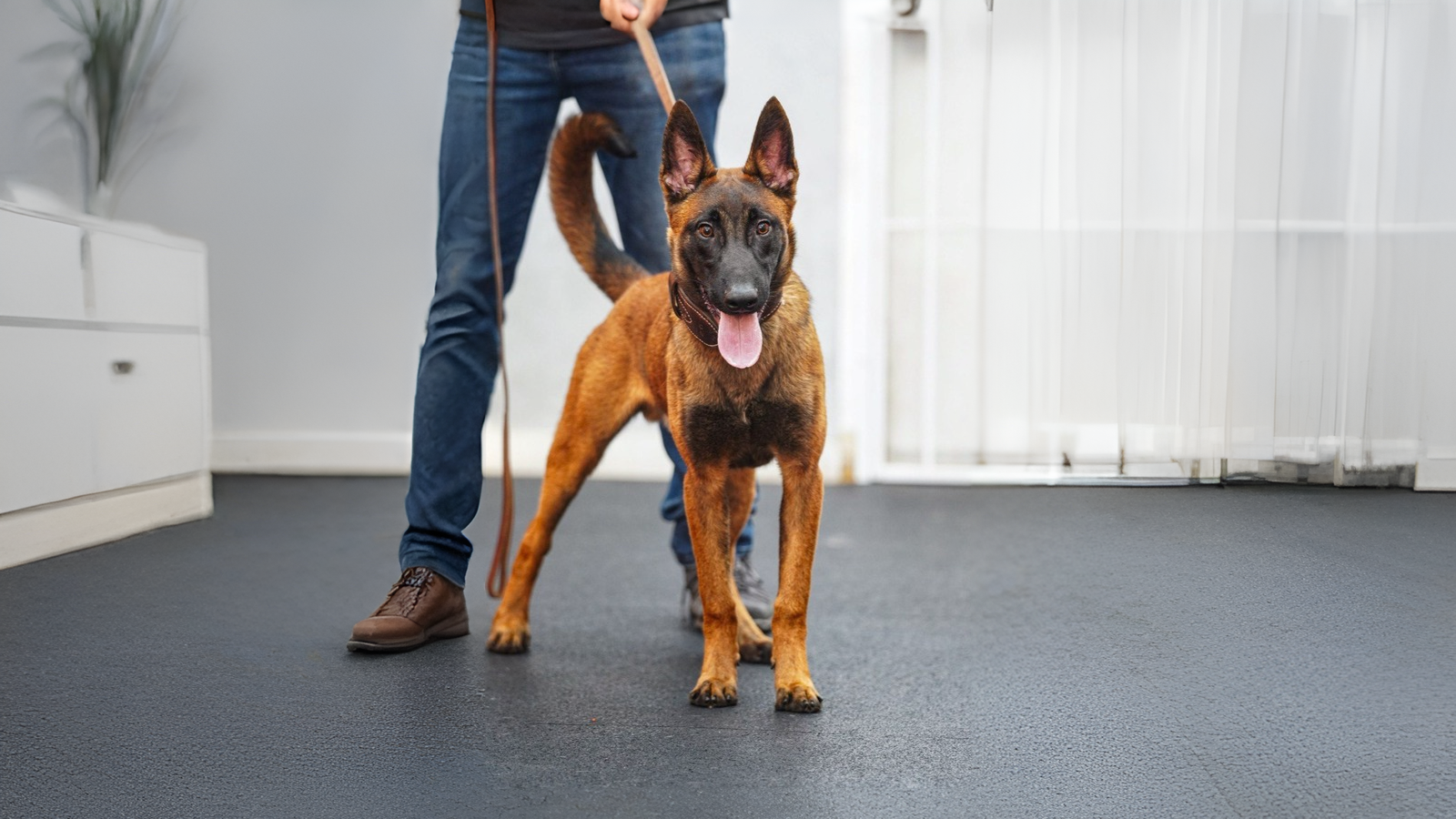 Specialized German Shepherd and Malinois dog training specialists in California
