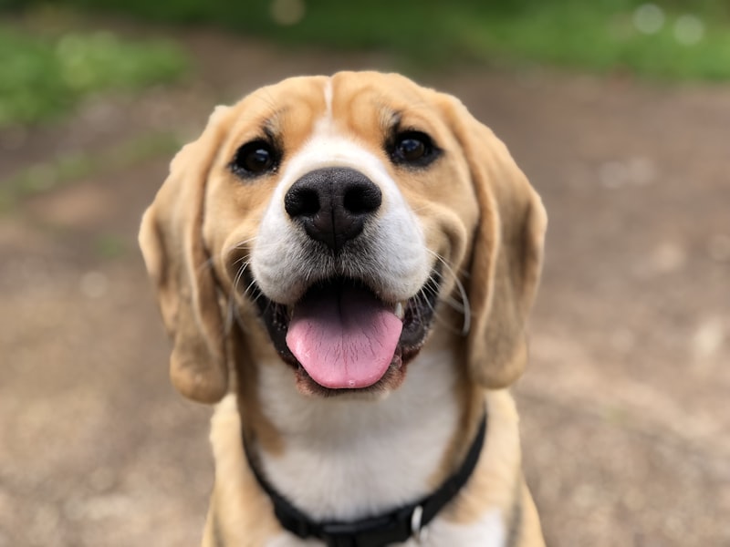 Dog trainer working with a Labrador