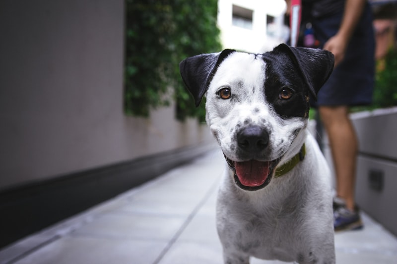 Successfully trained dog sitting calmly after program completion