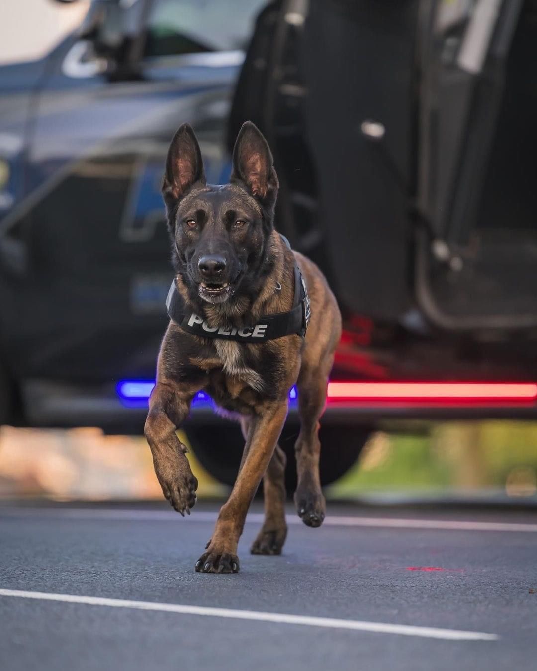 Service dog training featuring Belgian Malinois programs in California